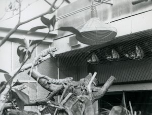 Iguanas, baseando-se em ramos, desfrutando da luz artificial do sol em seu recinto, Jardim Zoológico de Londres, agosto de 1928 (foto a p/b) de Frederick William Bond