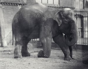 Elefante indiano, Assam Lukhi, ajoelhado com guardião no zoológico de Londres, em abril de 1914 de Frederick William Bond