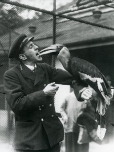 Guardião, T. Raggett alimentando um grande Hornbill indiano com uma fruta em sua boca. Zoológico de Londres 1924 de Frederick William Bond
