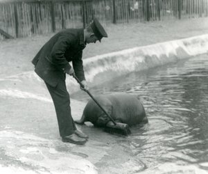 O guardião Arthur Chandler varre a piscina Walrus, o zoológico de Londres, em 1924 de Frederick William Bond