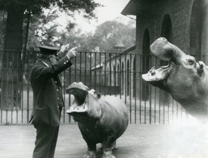 Guardião Ernie Bowman com Hipopótamos Bobbie e Joan no Zoológico de Londres, julho de 1923 (foto bw) de Frederick William Bond