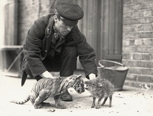 Keeper, H. Warwick, com um filhote de tigre e um queixada, tirada no ZSL London Zoo, em maio de 1914 de Frederick William Bond