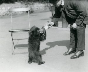 A garrafa do guardião Harry Warwick alimenta um filhote de urso-preguiça no zoológico de Londres, em agosto de 1921 de Frederick William Bond