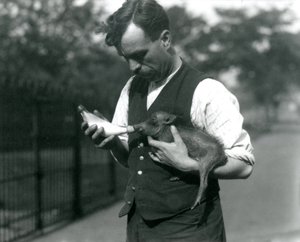 Garrafa de Keeper Warwick Harry alimenta um bebê Warthog no zoológico de Londres, em agosto de 1922 de Frederick William Bond