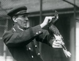 Keeper, Thomas Raggett, acariciando um grande índio Hornbill sob sua conta no zoológico de Londres, 1924 de Frederick William Bond