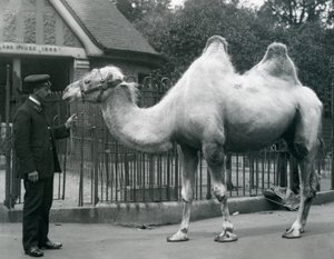 Keeper W. Styles, com um camelo bactriano, do lado de fora da Casa de Lhama no Zoológico de Londres, em julho de 1914 de Frederick William Bond