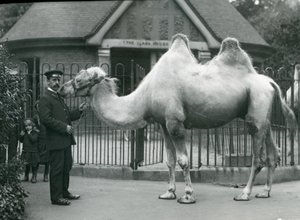 Keeper W. Styles, com um camelo bactriano, do lado de fora da Casa de Lhama no Zoológico de Londres, em julho de 1914 de Frederick William Bond