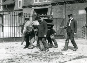 Os detentores Jack Milbourne, H Robertson e Thomas treinam um jovem elefante asiático, o zoológico de Londres, em maio de 1922 (foto bw) de Frederick William Bond