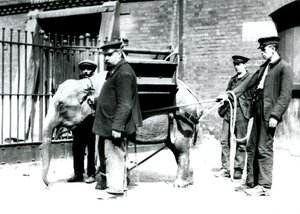 Os detentores Jack Milbourne, H Robertson e Thomas treinam um jovem elefante asiático, o zoológico de Londres, em maio de 1922 (foto bw) de Frederick William Bond