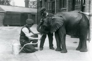 Guardiões ajudam o jovem elefante africano Kiberenge a beber de uma mangueira que foi anexada a um regador, o zoológico de Londres, em julho de 1924 de Frederick William Bond