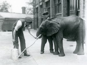 Guardiões ajudam o jovem elefante africano Kiberenge a beber de uma mangueira que foi presa a um regador, o zoológico de Londres, em julho de 1924 de Frederick William Bond