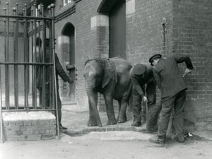 Guardiões com o jovem elefante africano macho Kiberenge, zoológico de Londres, 1924 de Frederick William Bond