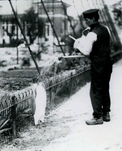 King Penguin, sendo dado um banho, pelo goleiro Harry Munro, com um regador no zoológico de Londres maio de 1914. Munro foi morto na Primeira Guerra Mundial, tendo servido no exército, em dirigíveis e em anti-subma de Frederick William Bond