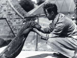 Dragão de Komodo Sumbawa com o guardião H. Alec Budd, 1928 de Frederick William Bond