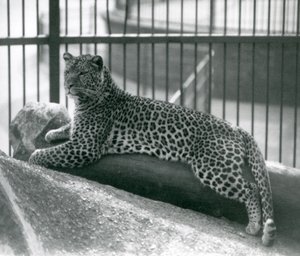 Leopard Rex deitado em um log em seu recinto no zoológico de Londres em julho de 1925 de Frederick William Bond