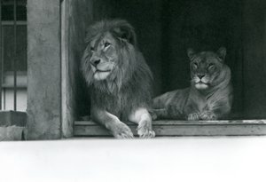 Leão e Leoa Kuja e Caroline no ZSL London Zoo, julho de 1924 de Frederick William Bond
