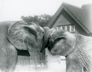 Elefante africano macho Kiberenge e fêmea elefante africano Hango cumprimentam-se amarrando troncos no zoológico de Londres em outubro de 1927. Kiberenge foi apresentado ao zoológico de Londres por SE Sir Horace Byatt de Frederick William Bond