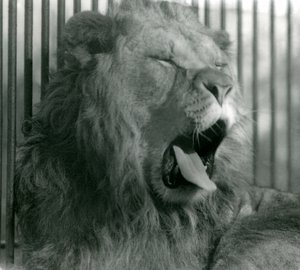 Leão macho, Abdullah, boceja em seu recinto no zoológico de Londres em 1925 de Frederick William Bond