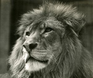 Leão macho Kuja no zoológico de Londres em agosto de 1924