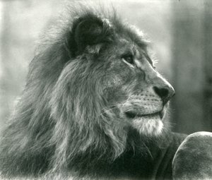 Leão macho Kuja no Zoológico de Londres em janeiro de 1925 de Frederick William Bond