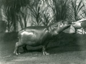 Percy, um jovem hipopótamo pigmeu sendo alimentado à mão no zoológico de Londres, em novembro de 1923 (foto bw) de Frederick William Bond