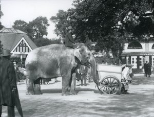 Syed Ali montando Indiarani atrás de um carrinho de mão, London Zoo, outubro de 1925 de Frederick William Bond