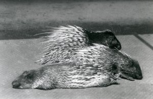 Três porcos-espinhos africanos do CapeSouth, zoológico de Londres, 1925 de Frederick William Bond