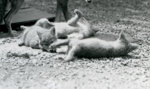 Três filhotes de coiote rolando no chão, aos pés da mãe, no Zoológico de Londres de Frederick William Bond