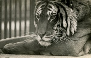Tiger Sam no zoológico de Londres, 1925
