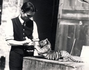 Filhote de tigre sendo alimentado pelo guardião Harry Warwick, 1914 de Frederick William Bond