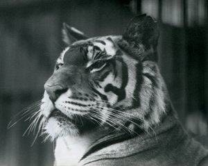 Tigresa Sally no zoológico de Londres em 1927 de Frederick William Bond
