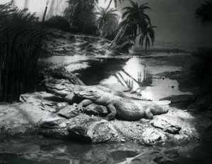 Dois jacarés, em um cenário panorâmico, no zoológico de Londres em junho de 1927 de Frederick William Bond