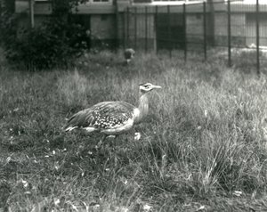 Dois bustards arábicos em pé em seu recinto no zoológico de Londres, em setembro de 1927 de Frederick William Bond