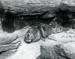 Dois Coypu descansando entre rochas em seu recinto no Zoológico de Londres, em abril de 1925 de Frederick William Bond