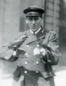 Dois pássaros Myna nas mãos do goleiro Thomas Raggett, Zoológico de Londres, junho de 1924 de Frederick William Bond