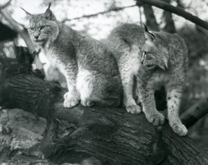 Dois linces do norte, um sentado e um em pé, em um galho, zoológico de Londres, outubro de 1925 de Frederick William Bond