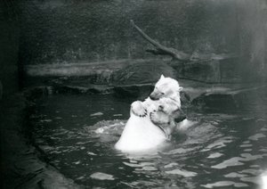 Dois ursos polares, incluindo um juvenil, abraçando e jogando em uma piscina no zoológico de Londres, em junho de 1922 de Frederick William Bond