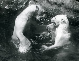 Dois ursos polares brincando em sua piscina no zoológico de Londres em 1926 de Frederick William Bond
