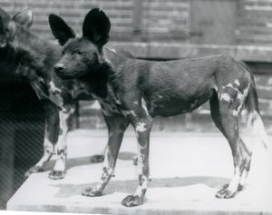 Dois cães selvagens somalis no zoológico de Londres, em julho de 1925 de Frederick William Bond
