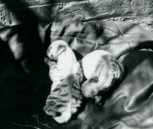 Dois filhotes Hyaena listrados no zoológico de Londres, c.1914 de Frederick William Bond