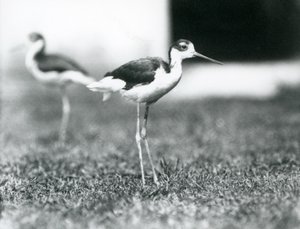 Dois palafitas de pescoço preto que estão na grama, zoológico de Londres, em julho de 1925 de Frederick William Bond