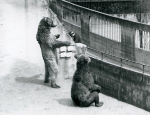 Dois ursos pardos, um em pé sobre as patas traseiras e outro sentado, olham para baixo a partir do Mappin Terraces, London Zoo, em julho de 1925 de Frederick William Bond