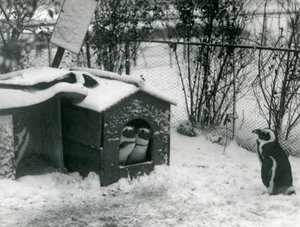 Dois pinguins de patas negras ameaçados de olhar para fora de sua caixa de nidificação, na neve, enquanto outro olha, London Zoo, 1924 de Frederick William Bond