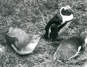 Dois juvenis e um adulto Black-footed Jackass Pinguins africanos, sentado e deitado na grama, no zoológico de Londres de abril de 1925 de Frederick William Bond