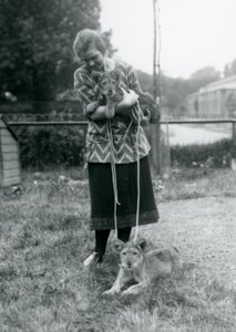 Dois filhotes de leão com uma jovem no zoológico de Londres em agosto de 1925 de Frederick William Bond