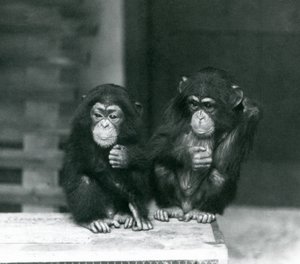 Dois, jovem, chimpanzés, sentando, ligado, um, crate madeira, londres, jardim zoológico, 1924 de Frederick William Bond