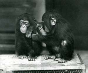 Dois jovens Chimpanzés sentados numa caixa de madeira. Um senta-se quieto enquanto o outro se senta a pele, no jardim zoológico de Londres. de Frederick William Bond