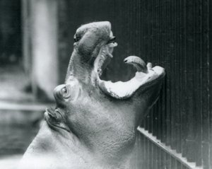 Jovem hipopótamo Bobbie no zoológico de Londres, 1927 de Frederick William Bond