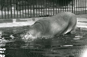 Jovem hipopótamo Bobbie entrando em sua piscina no zoológico de Londres em agosto de 1927 de Frederick William Bond