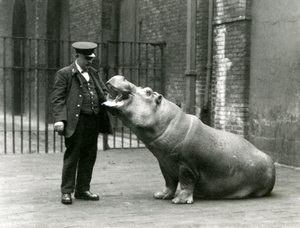 Jovem hipopótamo Bobbie sentado para o goleiro Ernie Bowman, zoológico de Londres, julho de 1923 (foto bw) de Frederick William Bond